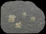 Dactylioceras Ammonite Cluster - Posidonia Shale #52903-1